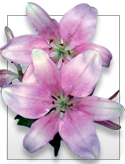 Month after Month - Special Monthly Surprise Flowers